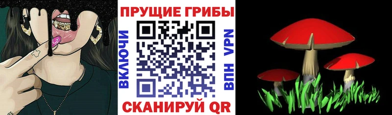 Купить закладки  Снежинск  Псилоцибиновые грибы GOLDEN TEACHER 